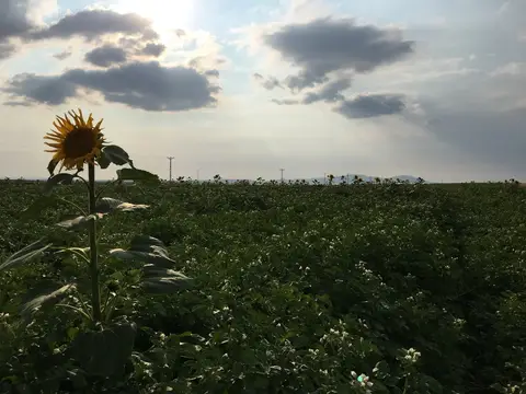 Çifteler, Eskişehir saha ziyareti (Temmuz 2019) — patates