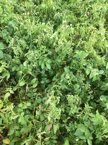 Çifteler, Eskişehir saha ziyareti (Temmuz 2019) — patates