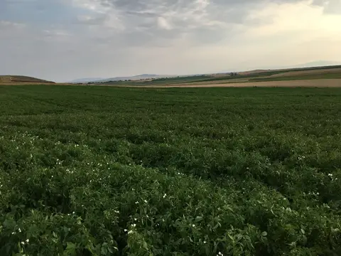 Çifteler, Eskişehir saha ziyareti (Temmuz 2019) — patates