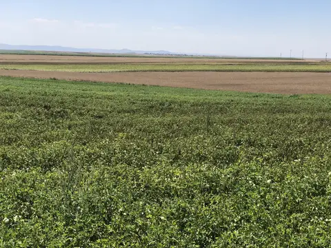 Eskişehir saha ziyareti (Temmuz 2019) — patates