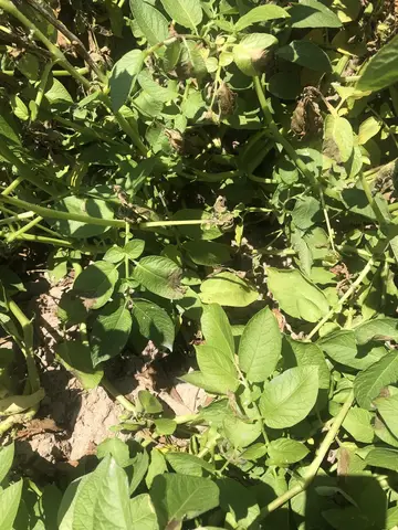 Eskişehir saha ziyareti (Temmuz 2019) — patates