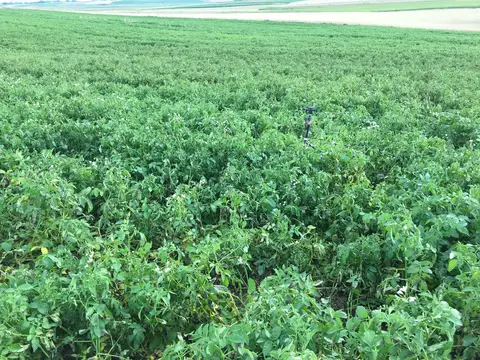 Eskişehir saha ziyareti (Temmuz 2019) — patates