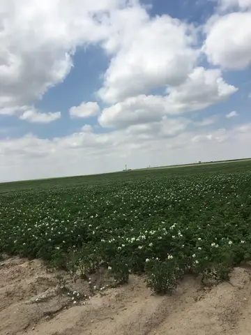 Eskişehir saha ziyareti (Temmuz 2019) — patates