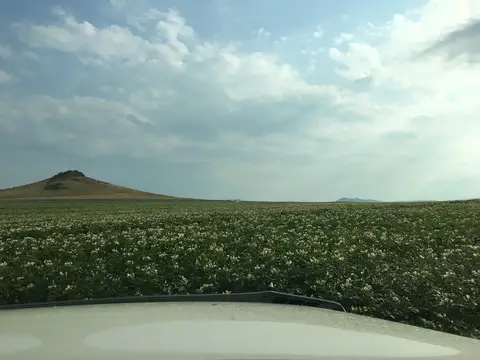 Mahmudiye, Eskişehir saha ziyareti (Temmuz 2019) — patates