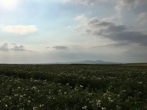 Mahmudiye, Eskişehir saha ziyareti (Temmuz 2019) — patates