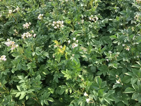 Mahmudiye, Eskişehir saha ziyareti (Temmuz 2019) — patates