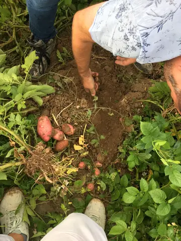 Mahmudiye, Eskişehir saha ziyareti (Temmuz 2019) — patates