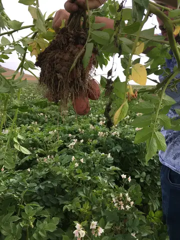 Mahmudiye, Eskişehir saha ziyareti (Temmuz 2019) — patates