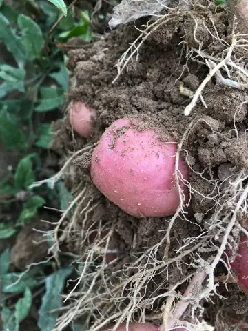 Mahmudiye, Eskişehir saha ziyareti (Temmuz 2019) — patates
