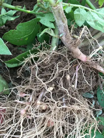 Mahmudiye, Eskişehir saha ziyareti (Temmuz 2019) — patates
