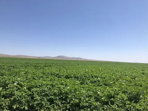 Odunpazarı, Eskişehir saha ziyareti (Temmuz 2019) — patates
