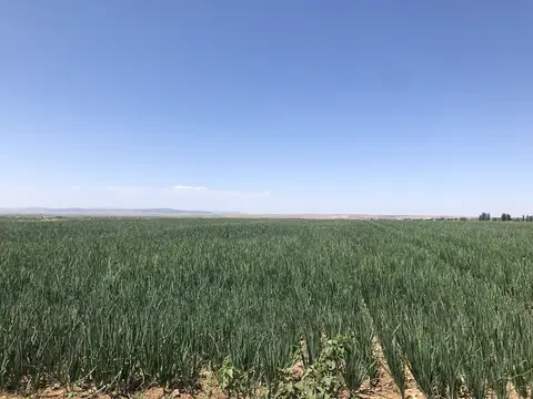 Odunpazarı, Eskişehir saha ziyareti (Temmuz 2019) — patates