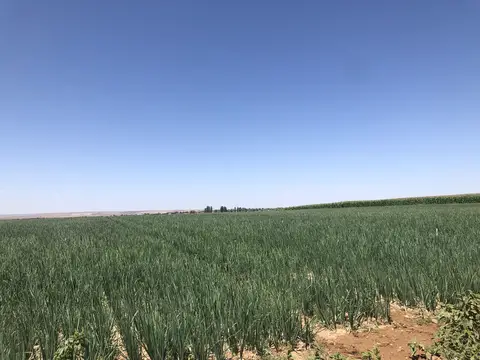 Odunpazarı, Eskişehir saha ziyareti (Temmuz 2019) — patates