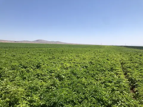 Odunpazarı, Eskişehir saha ziyareti (Temmuz 2019) — patates