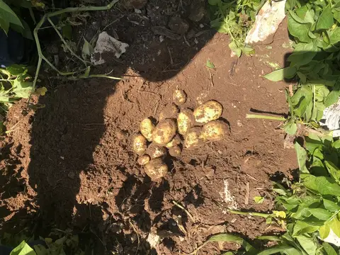 Odunpazarı, Eskişehir saha ziyareti (Temmuz 2019) — patates