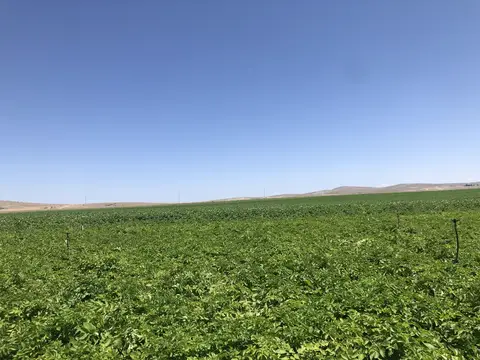 Odunpazarı, Eskişehir saha ziyareti (Temmuz 2019) — patates