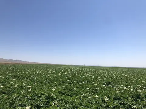 Odunpazarı, Eskişehir saha ziyareti (Temmuz 2019) — patates