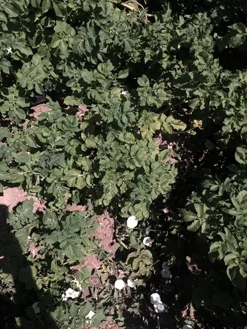 Odunpazarı, Eskişehir saha ziyareti (Temmuz 2019) — patates