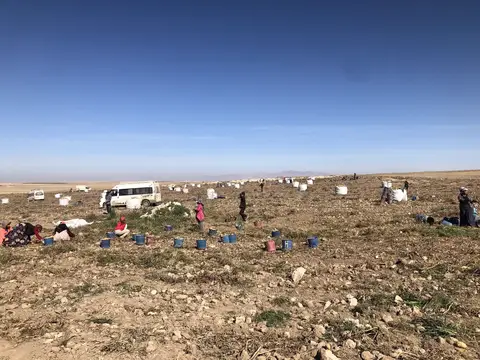 Eskişehir saha ziyareti (Ekim 2019) — patates