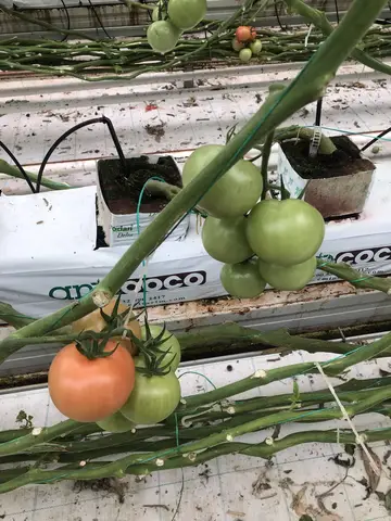 Çifteler, Eskişehir saha ziyareti (Aralık 2019) — domates