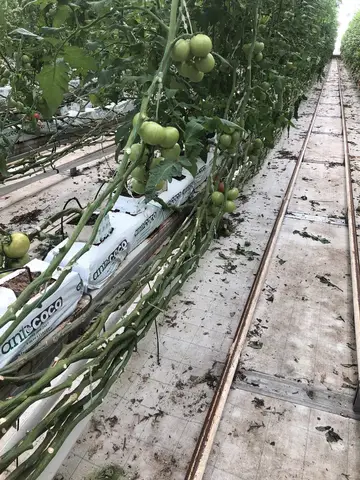 Çifteler, Eskişehir saha ziyareti (Aralık 2019) — domates