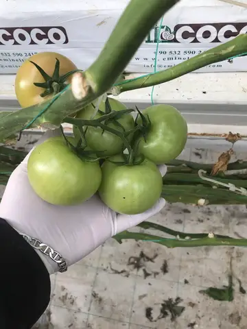 Çifteler, Eskişehir saha ziyareti (Aralık 2019) — domates