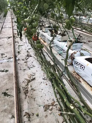 Çifteler, Eskişehir saha ziyareti (Aralık 2019) — domates