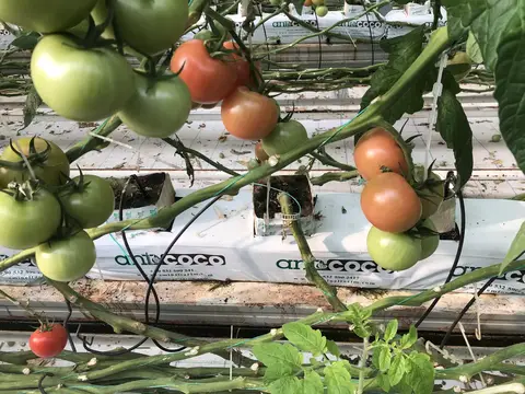 Çifteler, Eskişehir saha ziyareti (Aralık 2019) — domates