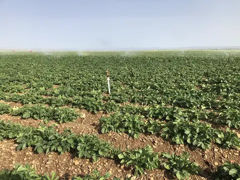 Tepebaşı, Eskişehir saha ziyareti (Mayıs 2020) — genel saha