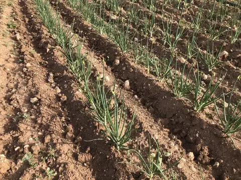 Tepebaşı, Eskişehir saha ziyareti (Mayıs 2020) — genel saha