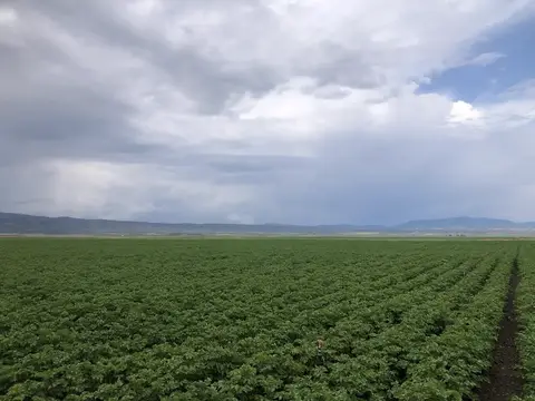 Tepebaşı, Eskişehir saha ziyareti (Haziran 2020) — patates, soğan
