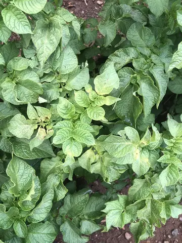 Tepebaşı, Eskişehir saha ziyareti (Haziran 2020) — patates, soğan