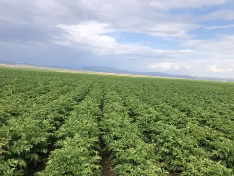 Tepebaşı, Eskişehir saha ziyareti (Haziran 2020) — patates, soğan