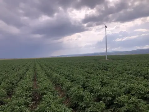 Tepebaşı, Eskişehir saha ziyareti (Haziran 2020) — patates, soğan