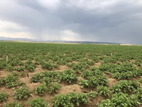 Tepebaşı, Eskişehir saha ziyareti (Haziran 2020) — patates, soğan