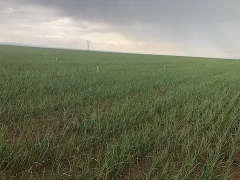 Tepebaşı, Eskişehir saha ziyareti (Haziran 2020) — patates, soğan
