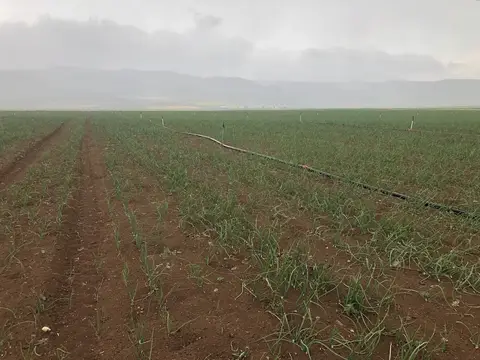 Tepebaşı, Eskişehir saha ziyareti (Haziran 2020) — patates, soğan