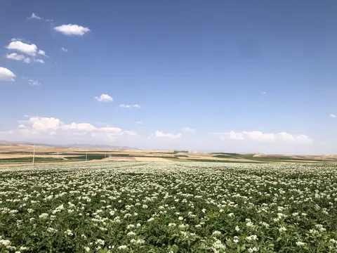 Çifteler, Eskişehir saha ziyareti (Temmuz 2020) — patates
