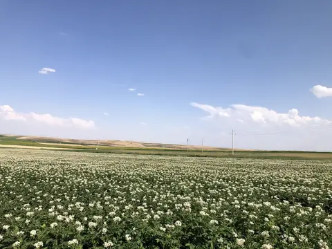 Çifteler, Eskişehir saha ziyareti (Temmuz 2020) — patates
