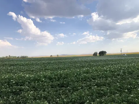 Çifteler, Eskişehir saha ziyareti (Temmuz 2020) — patates