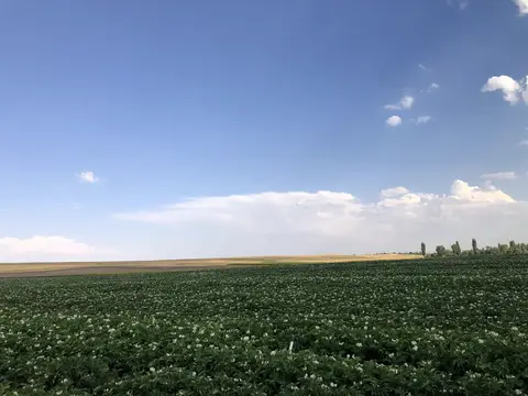 Çifteler, Eskişehir saha ziyareti (Temmuz 2020) — patates