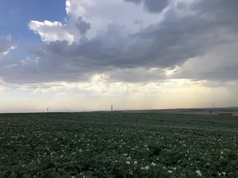 Çifteler, Eskişehir saha ziyareti (Temmuz 2020) — patates