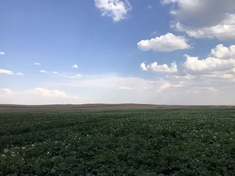 Çifteler, Eskişehir saha ziyareti (Temmuz 2020) — patates