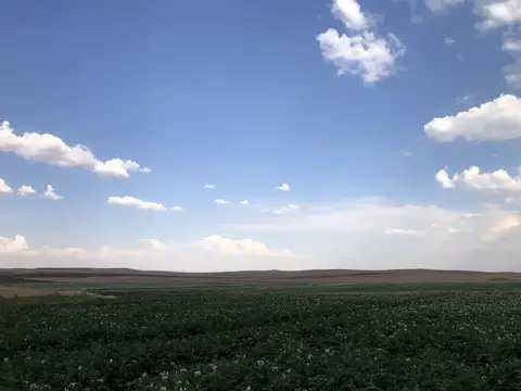 Çifteler, Eskişehir saha ziyareti (Temmuz 2020) — patates