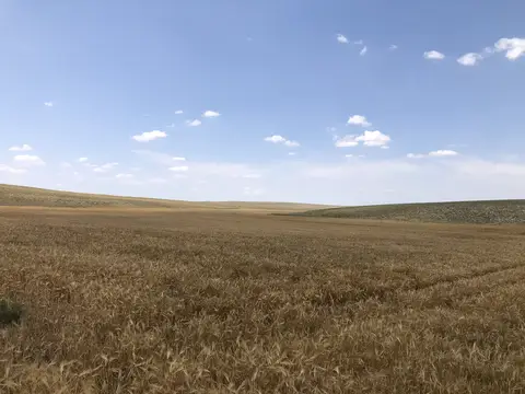 Eskişehir saha ziyareti (Temmuz 2020) — patates