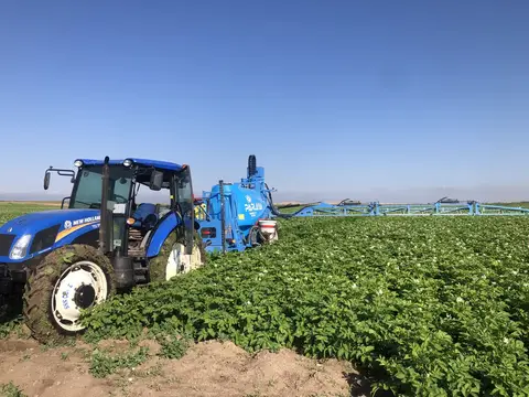 Odunpazarı, Eskişehir saha ziyareti (Temmuz 2020) — patates