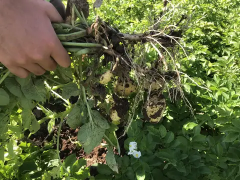 Odunpazarı, Eskişehir saha ziyareti (Temmuz 2020) — patates
