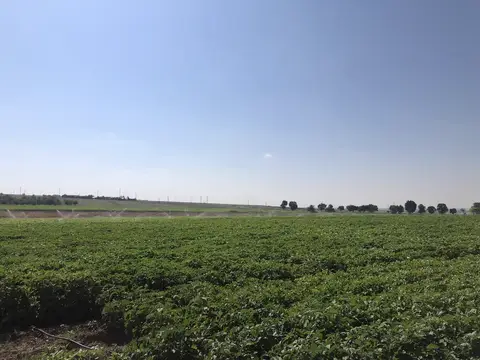 Odunpazarı, Eskişehir saha ziyareti (Temmuz 2020) — patates