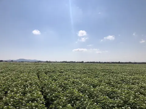 Odunpazarı, Eskişehir saha ziyareti (Temmuz 2020) — patates