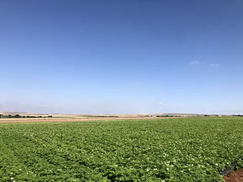 Odunpazarı, Eskişehir saha ziyareti (Temmuz 2020) — patates
